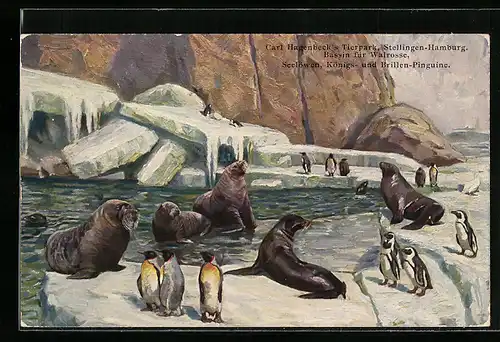 AK Bassin für Walrosse, Seelöwen und Brillenpinguine, Carl Hagenbeck's Tierpark, Stellingen-Hamburg