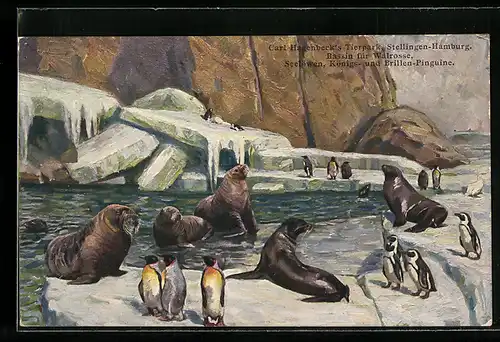 AK Bassin für Walrosse, Seelöwen und Brillenpinguine, Carl Hagenbeck's Tierpark, Stellingen-Hamburg