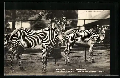 AK Berlin, Grevy-Zebras aus Abessinien im Zoo