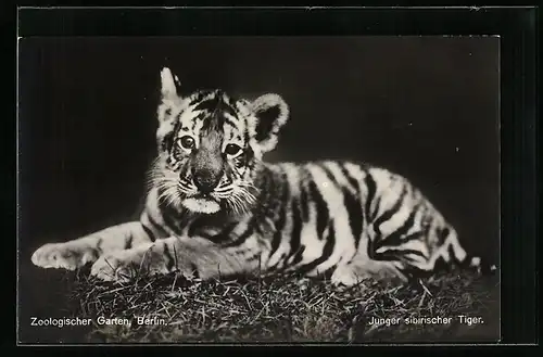 AK Berlin, Junger sibirischer Tiger im Zoo