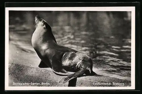 AK Berlin, Californischer Seelöwe im Zoo