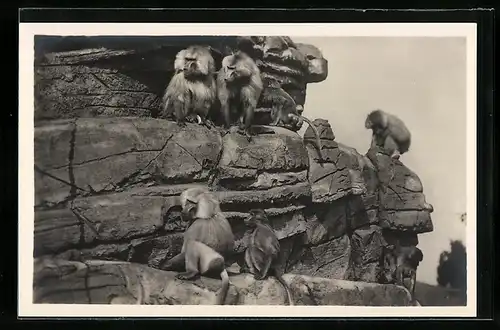 AK Stellingen-Hamburg, Mantel-Paviane auf dem Affenfelsen im Tierpark
