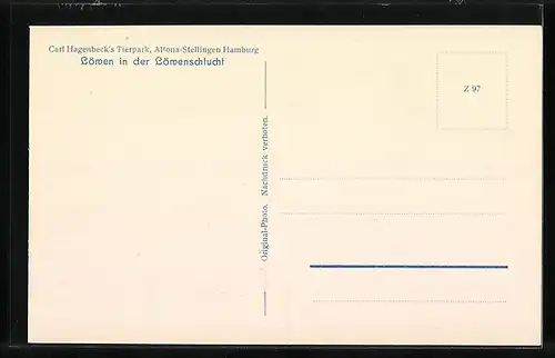 AK Hamburg-Stellingen, Löwen in der Löwenschlucht im Tierpark