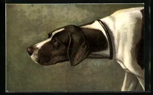 AK Jagdhund mit vorgestrecktem Kopf, Portrait