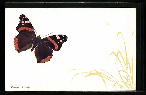 AK Schmetterling, Vanessa Atlanta mit zarten Blumen