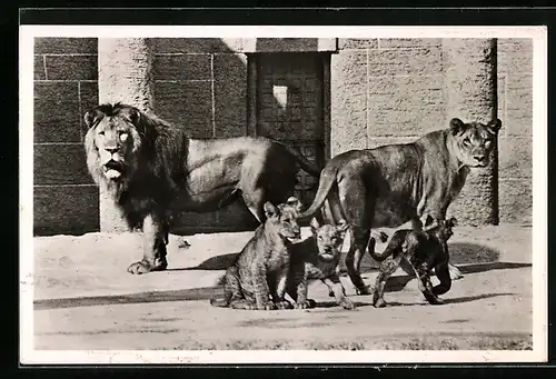 AK München, Löwenfamilie im Tierpark Hellabrunn