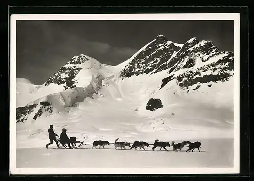 AK Jungfraujoch, Schlitten mit Polarhunden und Fahrgast gegen Jungfrau