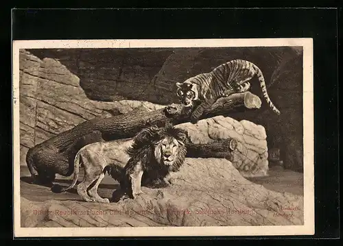 AK Stellingen-Hamburg, Löwe und Tiger im Tierpark