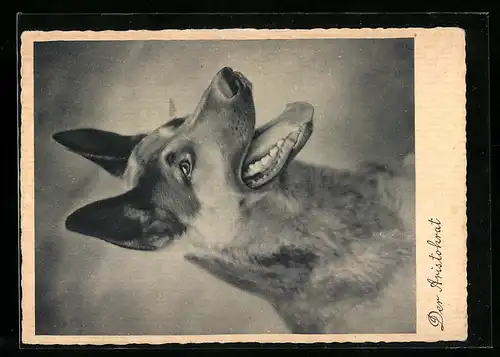 AK Der Aristokrat, Porträt eines Schäferhunds