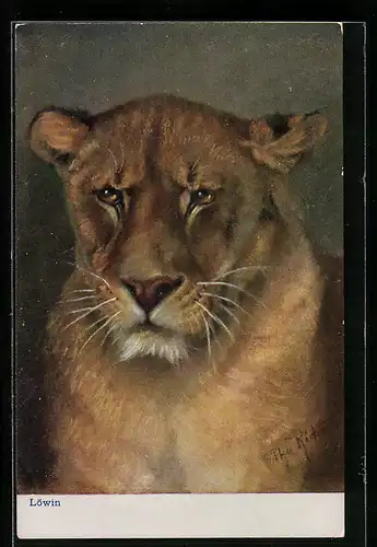 Künstler-AK Ansicht Löwin mit grimmigem Ausdruck