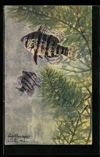 Künstler-AK Mesogonistius chaetodon Baird