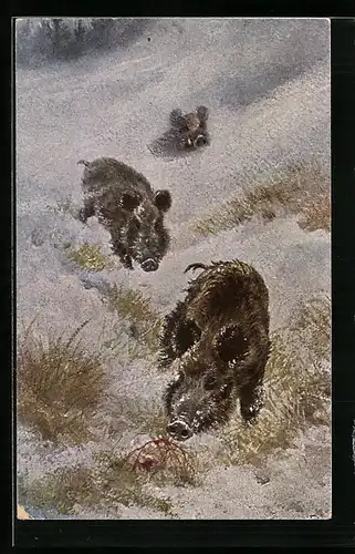 AK Wildschweine laufen durch den Schnee