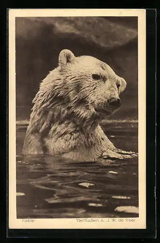 AK Eisbär im Wasser, Portrait