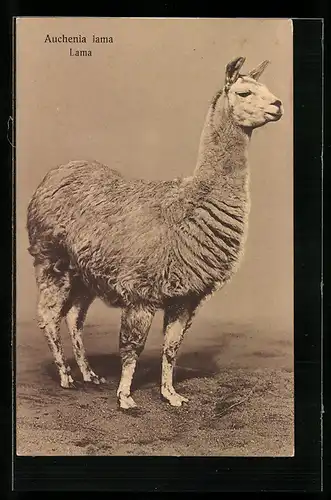 AK Lama (Auchenia lama), Portrait