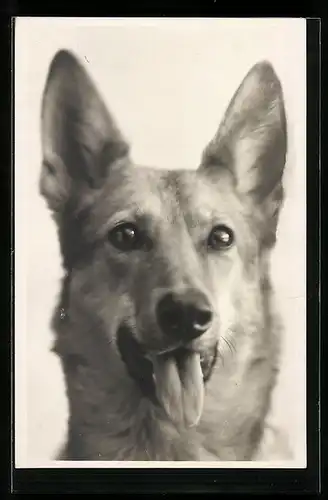 AK Schäferhund mit heraushängender Zunge