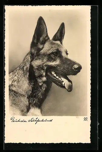 AK Deutscher Schäferhund, Seitenportrait