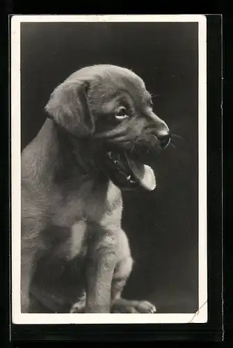 AK Gähnender Hundewelpe, Portrait