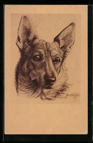 AK Schäferhund, Portrait, Zeichnung