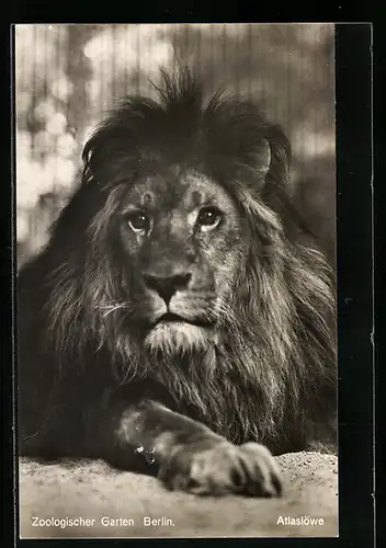 AK Atlaslöwe im Zoologischen Garten Berlin