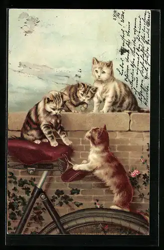 AK Süsse Katzen spielen auf einem Fahrrad