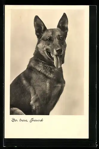 AK Der treue Freund, Schäferhund