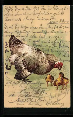 AK Huhn kümmert sich auf der Wiese um die Küken