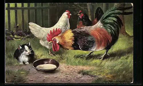 AK Hahn beobachtet das Kätzchen vor der Milchschüssel