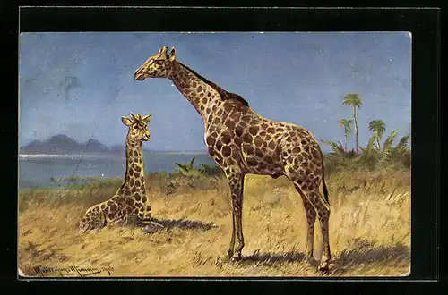 Künstler-AK M. Müller jun.: Giraffenbulle und ruhende Kuh im Gras der Steppe