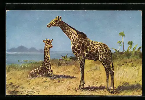 Künstler-AK M. Müller jun.: Giraffenbulle und ruhende Kuh im Gras der Steppe