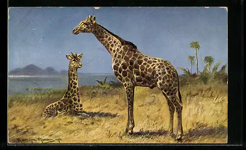 Künstler-AK M. Müller jun.: Giraffenbulle und ruhende Kuh im Gras der Steppe