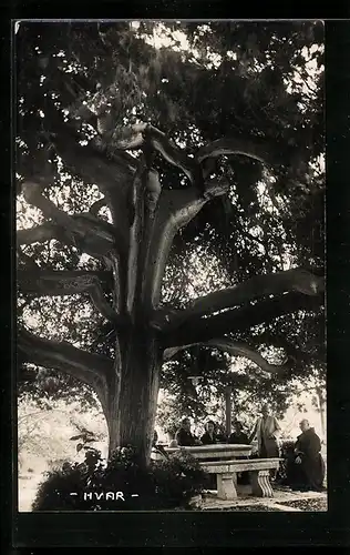 AK Hvar, Kleine Gesellschaft mit Mönch unter einem knorrigen Baum