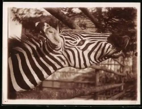 Fotografie Zebra in einem Gehege sucht nach Fressbarem auf der anderen Seite des Zaun's
