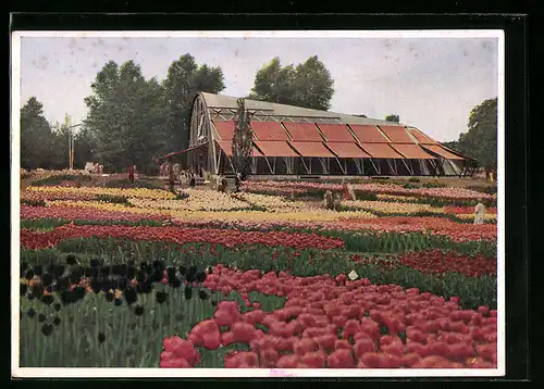 AK Hamburg, Internationale Gartenbau-Ausstellung 1953, am Tropenhaus