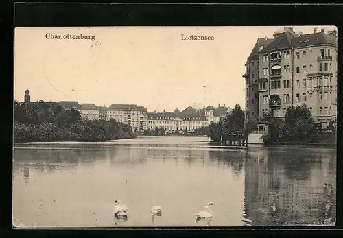 AK Berlin-Charlottenburg, Höckerschwäne am Lietzensee