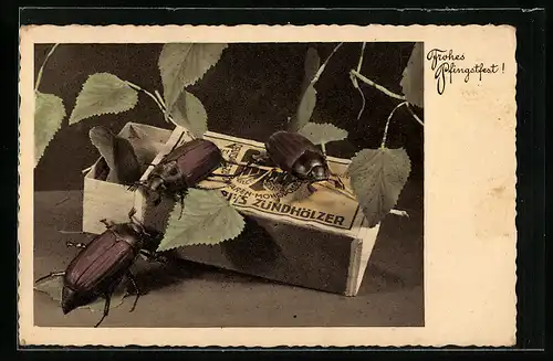 AK Maikäfer auf einer Zündhölzer-Schachtel, Kuriosa