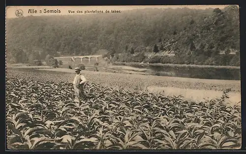AK Alle s. Semois, Vue des plantations de tabac