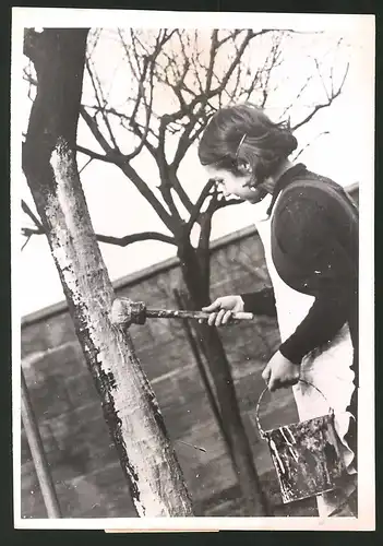 Fotografie Kleine Gärtnerin kalkt Obstbaum gegen Schädlinge