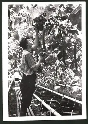 Fotografie Gärtner im Gurkenhaus