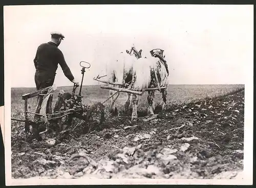 Fotografie Bauer mit Pferdepflug auf einem Acker