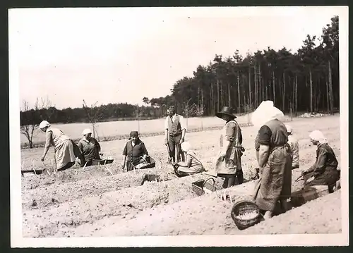 Fotografie Arbeiterinnen bei Spargelernte