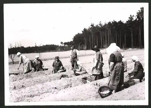 Fotografie Arbeiterinnen bei Spargelernte