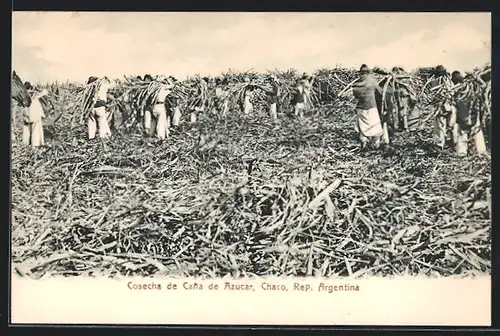 AK Chaco, Cosecha de Canade Azucar, Bauern bei der Ernte