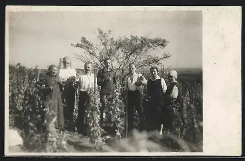 Foto-AK Bauern bei der Weinlese
