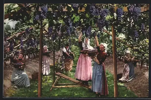 AK Vendmmia, Bäuerinnen bei der Weinlese