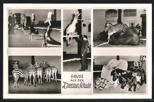 AK Hamburg-Stellingen, Carl Hagenbeck`s Tierpark, Dressur-Schule mit Zebras, Seerobben und Lama
