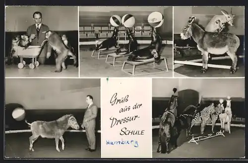 AK Hamburg-Stellingen, Dressurschule des Hagenbeckschen Tierparks