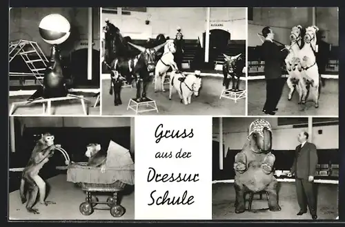 AK Hamburg-Stellingen, Carl Hagenbeck`s Tierpark, Dressurschule, Pferd, Elefant, Robbe, Affe