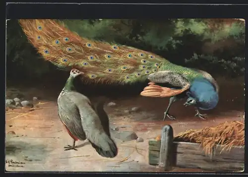 Künstler-AK Alfred Schönian: Pfau und Gefährte auf einem Hof