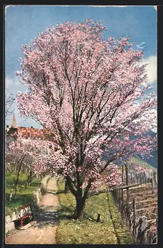 Künstler-AK Theo Stroefer Serie Nr. 1342: Blühender Obstbaum