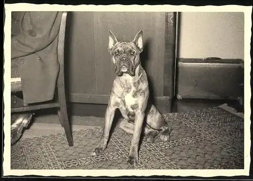 Fotografie Hund Boxer sitzt im Wohnzimmer